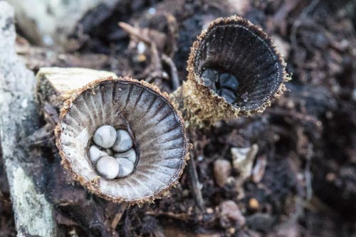 Cyathus striatus